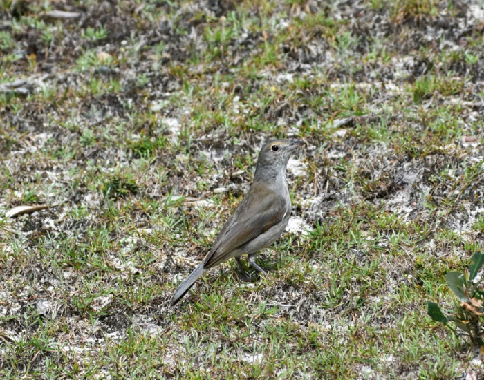 Grey Shrikethrush perched on leaf-covered ground.