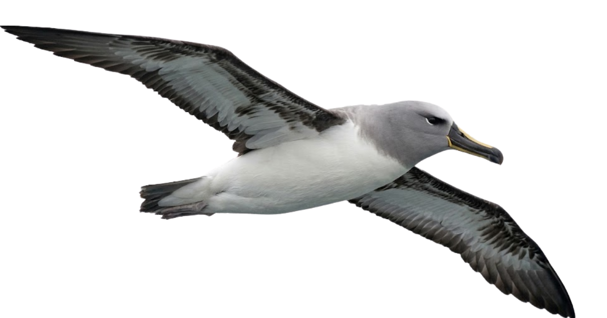 A grey-headed albatross at full speed, side view