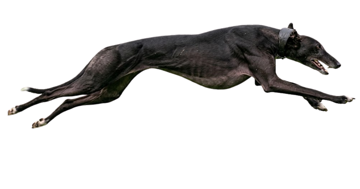 A greyhound at full speed, side view