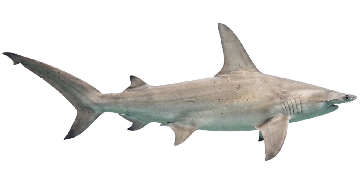 A great hammerhead in side profile, tall curved dorsal fin and hammer-shaped head