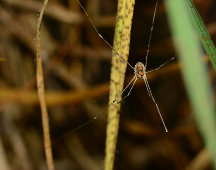 Long-legged harvestman spider clinging to a plant stem with small red parasitic mites on its body.