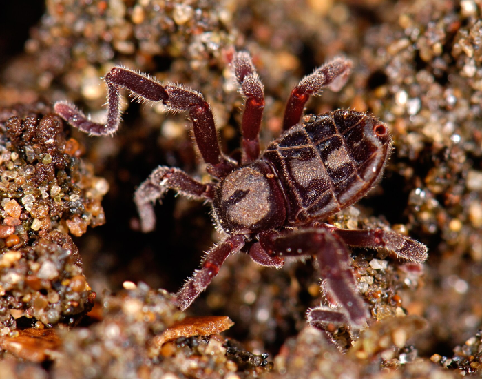 Dark brown hooded tickspider with textured armor crawling on sandy soil.