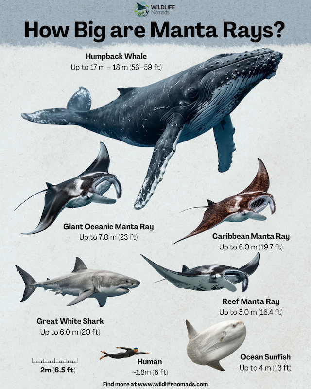 Infographic titled 'How Big are Manta Rays?' showing a visual size comparison between a Humpback Whale, Giant Oceanic Manta Ray, Caribbean Manta Ray, Great White Shark, Reef Manta Ray, Ocean Sunfish, and a human swimmer.