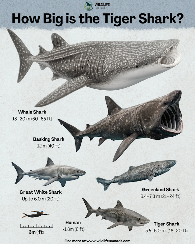 Infographic comparing the size of a tiger shark ($5.5\text{--}6.0\text{ m}$) against a human, great white shark, Greenland shark, basking shark, and whale shark.