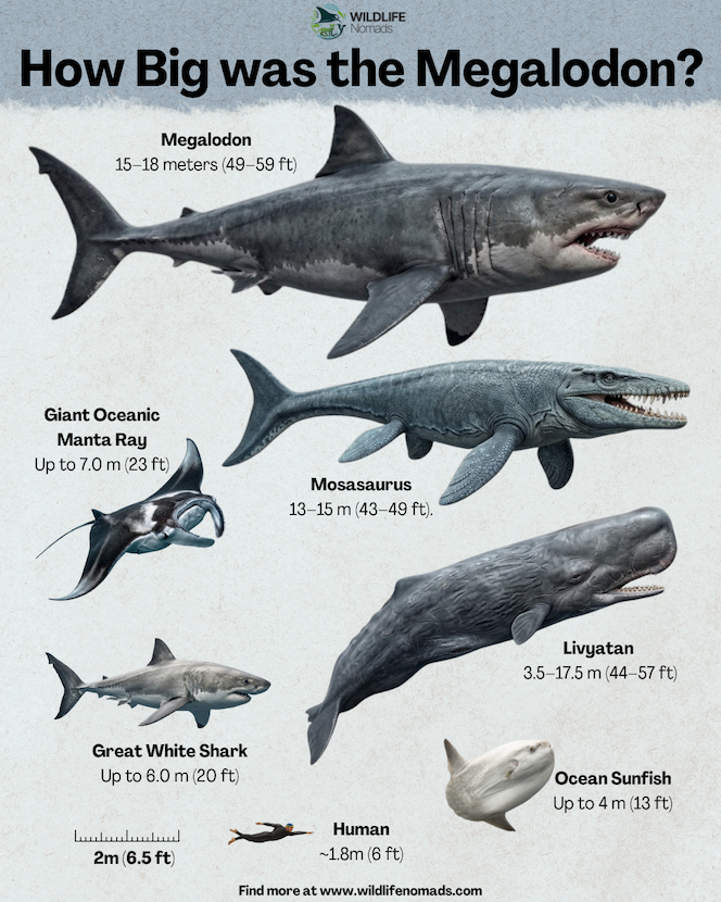 Size comparison chart titled "How Big was the Megalodon?" comparing a 15–18 meter megalodon to a Mosasaurus, Livyatan, Giant Oceanic Manta Ray, Great White Shark, Ocean Sunfish, and a 1.8-meter human diver.