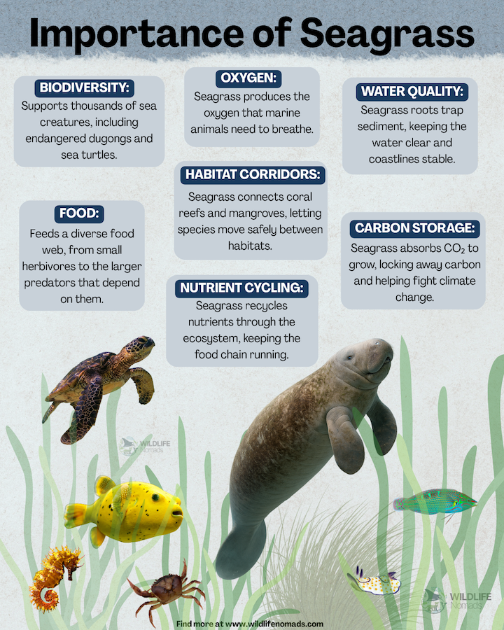 Educational infographic titled "Importance of Seagrass" by Wildlife Nomads, featuring a dugong, sea turtle, seahorse, and fish underwater with key facts about biodiversity, oxygen, carbon storage, and water quality.