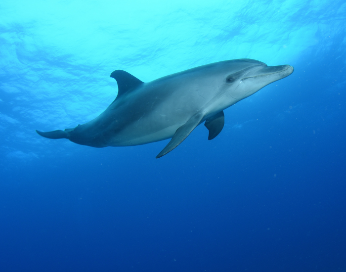 Indo-Pacific Bottlenose Dolphin swimming underwater in clear blue ocean water.