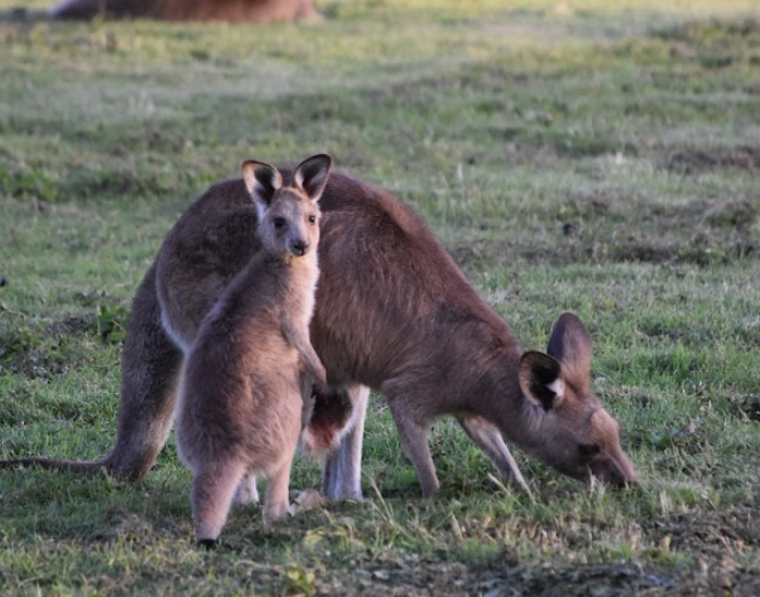 Eastern grey kangaroo grazing on a grassy field with a small joey standing right beside her.