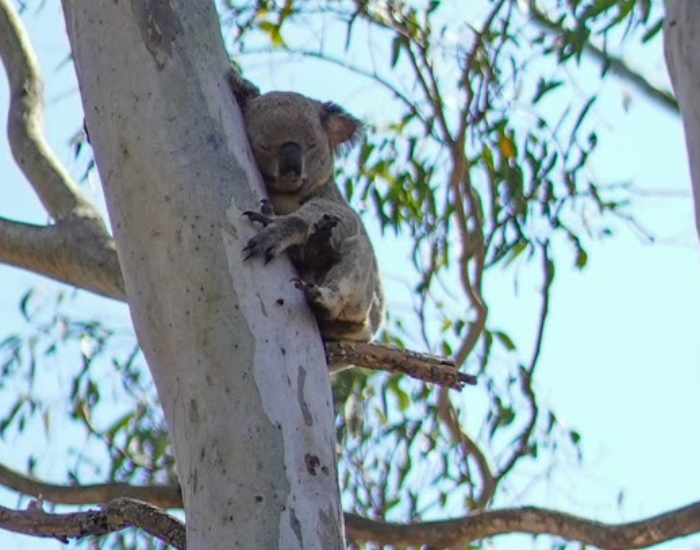 Koala sleeping perched on a eucalyptus tree branch against a clear blue sky.