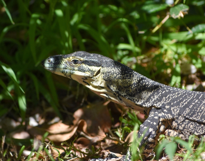A lace monitor lizard resting among green foliage and wood.