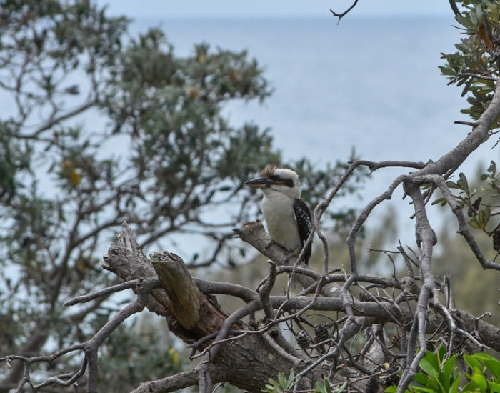 Laughing Kookaburra perched high up on a tree branch.