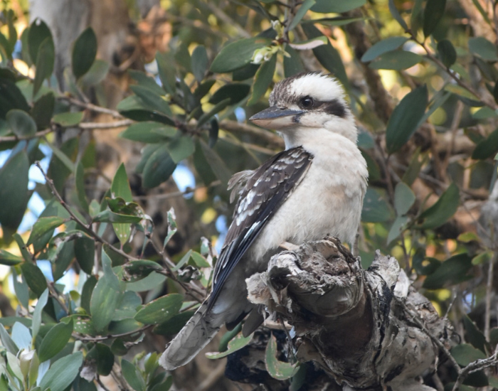 Laughing kookaburra perched on a wooden fence post.