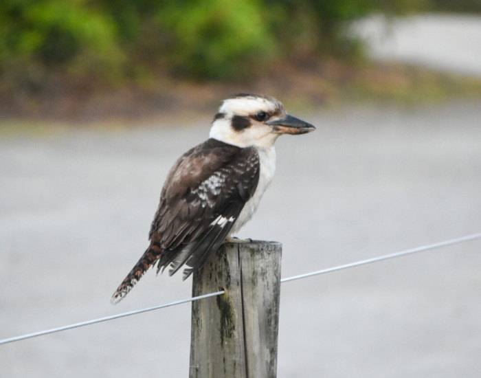 Laughing kookaburra perched on a wooden pole