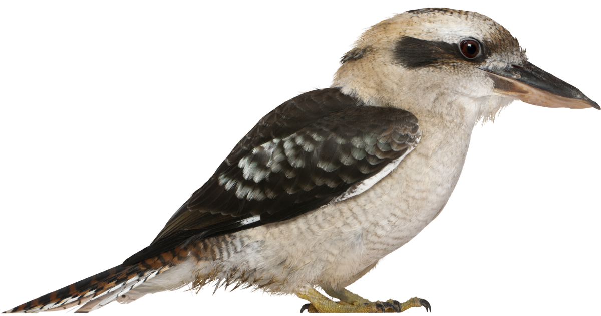 A laughing kookaburra perched in side profile, heavy bill pointed forward