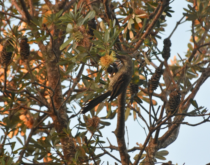 A little wattlebird perched among tree branches and foliage.