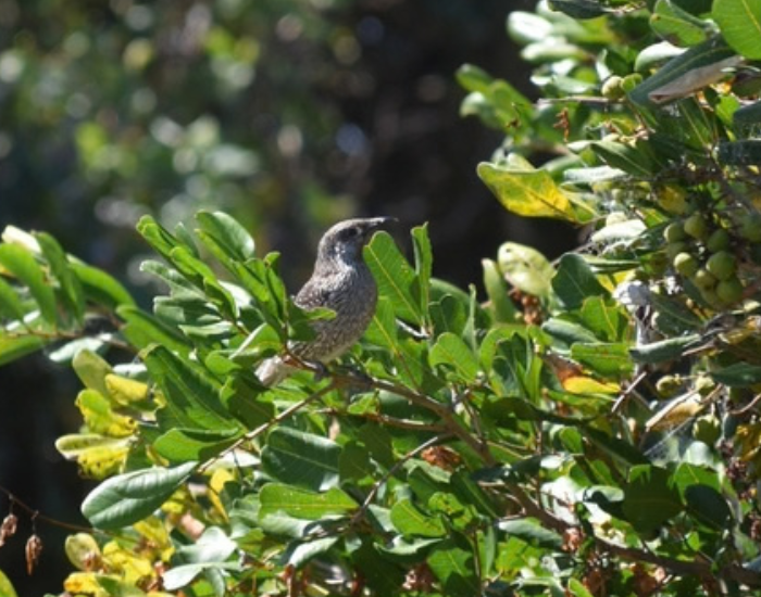Little wattlebird sitting among green leaves in Yuraygir.