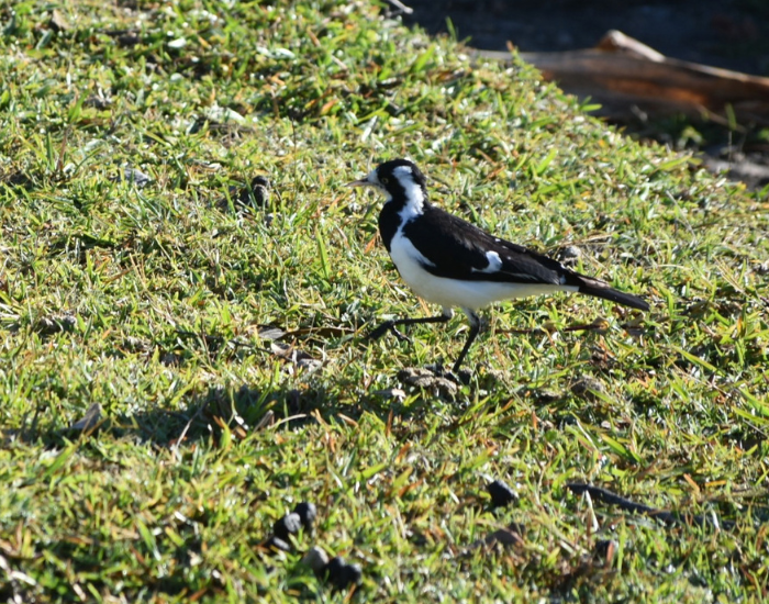 Magpie-lark walking across a grassy field.