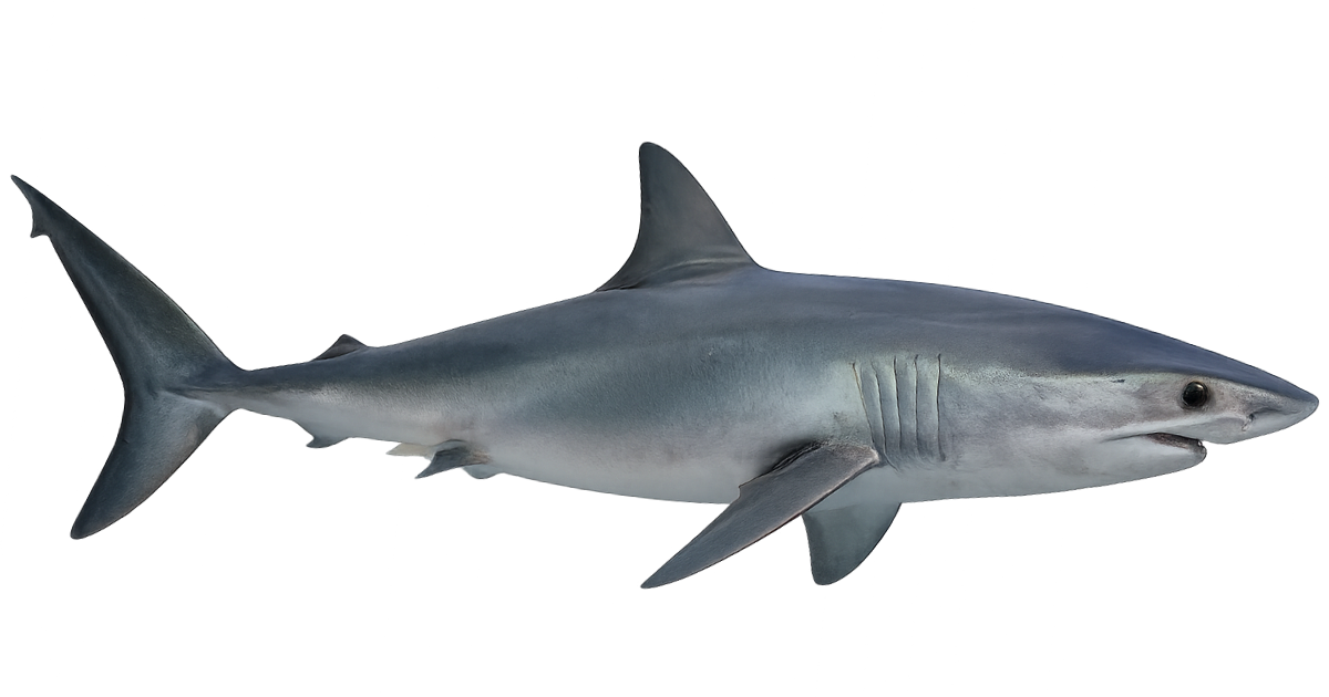 A shortfin mako at full speed, side view