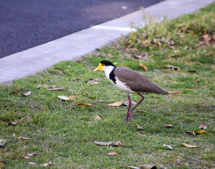 Masked Lapwing with a distinct yellow facial mask walking across a green grassy lawn.