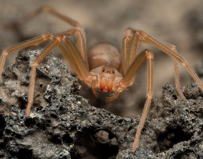 A light brown Mediterranean recluse spider resting on a dark, porous rock surface.