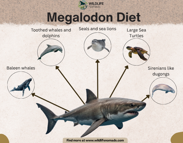 an infographic showing the diet of the megalodon