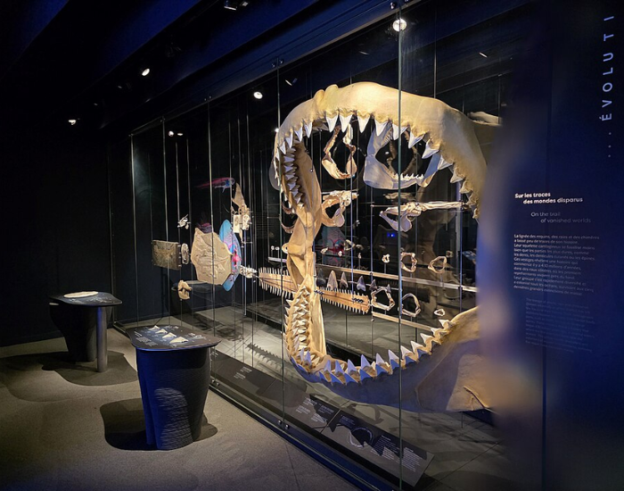 Full-scale museum display of massive reconstructed megalodon jaws fitted with fossilized teeth inside a glass exhibition case.