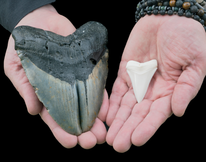 A pair of open hands holding a large dark fossilized megalodon tooth in the left palm next to a much smaller white Great White shark tooth in the right palm.