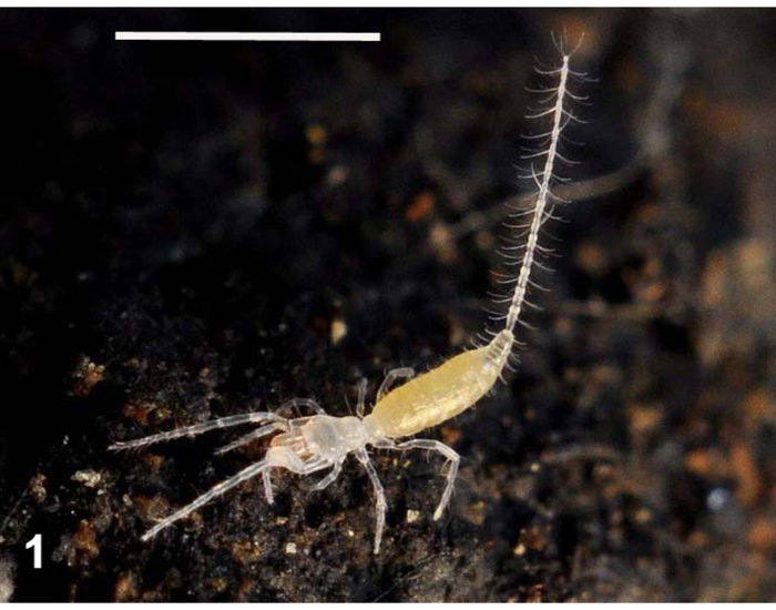 Tiny translucent pale-yellow microwhip scorpion featuring a thin, segmented whip-like tail.