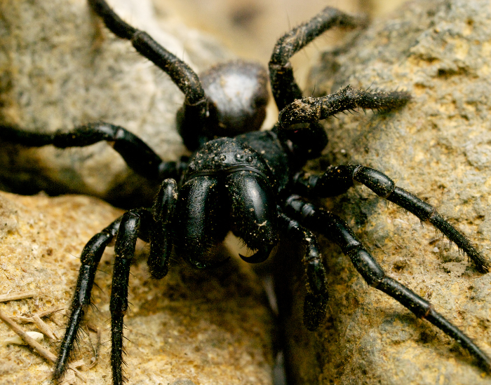 A thick-bodied, shiny black mouse spider with large fangs crawling across coarse ground.
