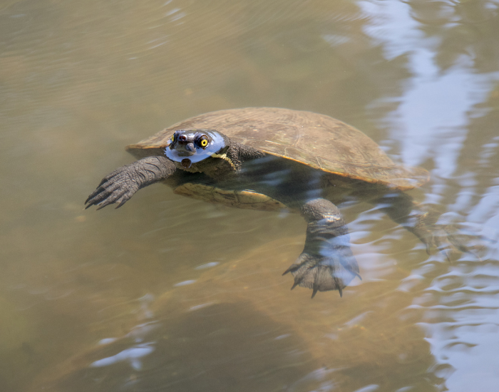 Murray River turtle swimming near the surface of murky water.