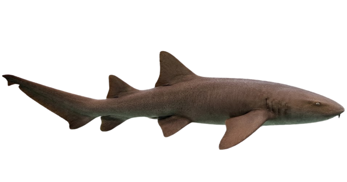 A nurse shark in side profile, brown body and rounded fins
