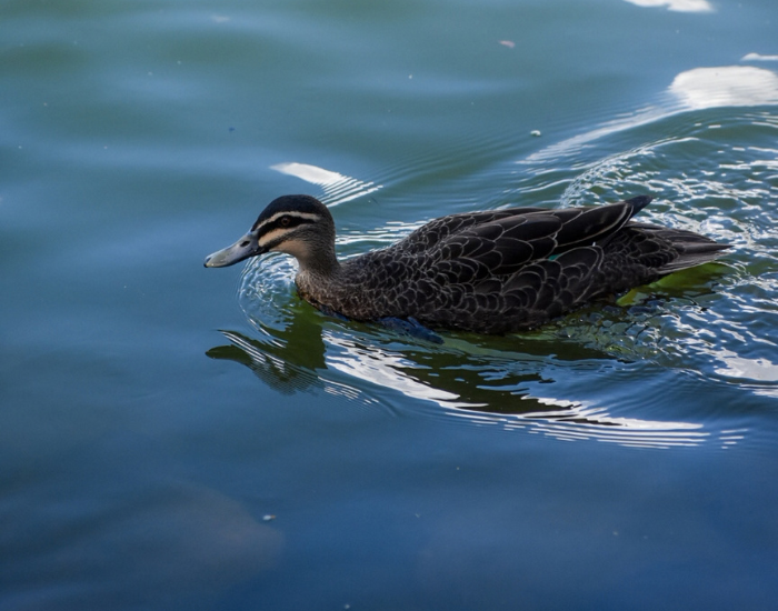 a Pacific Black Duck swimming