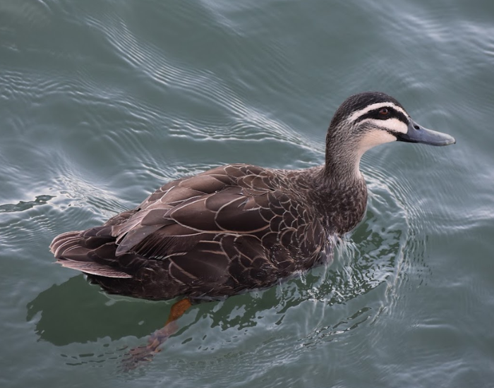 Black Duck swimming on rippling water, showing clear facial stripes and scalloped body feathers.