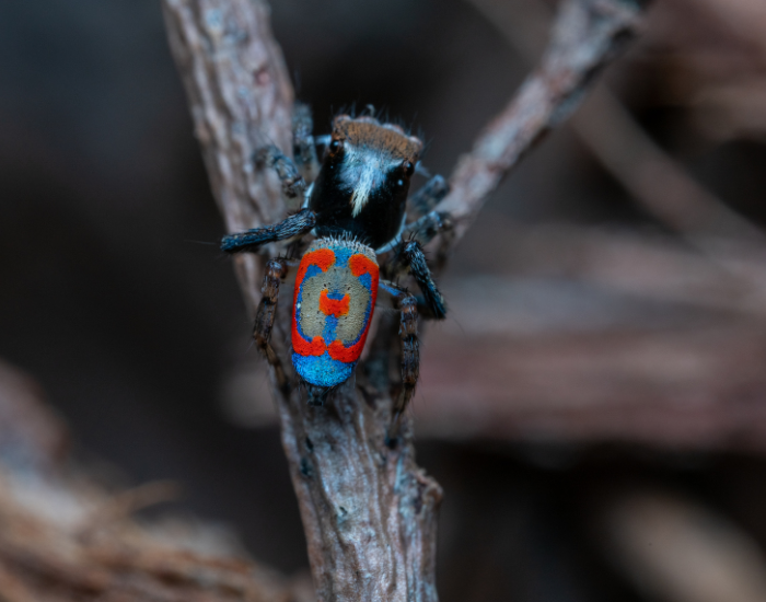 Colorful peacock spider displaying a vivid blue, red, and black pattern on a twig.