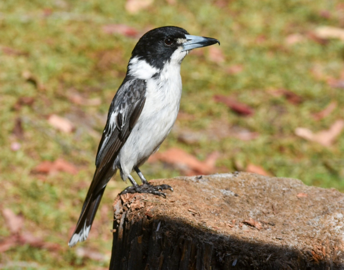 A black and white Pied Butcherbird resting on a tree stump in a grassy area.