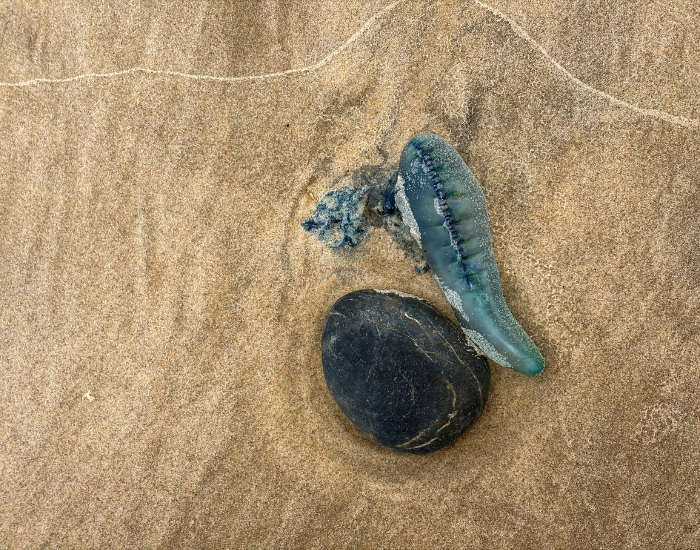 A bluebottle jellyfish stranded on wet sand next to a dark, smooth pebble.