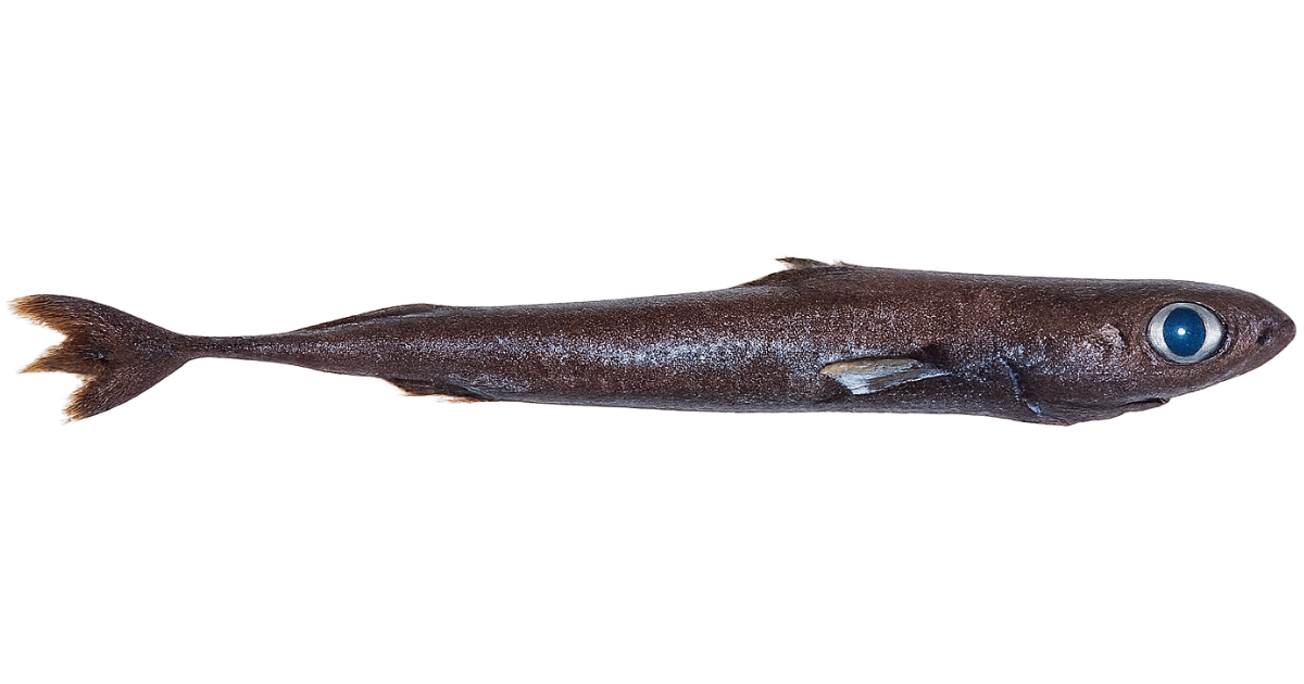 A pygmy shark in side profile, small dark body and large eye