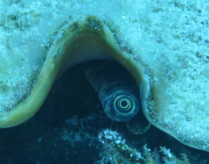 a Queen Conch underwater photo