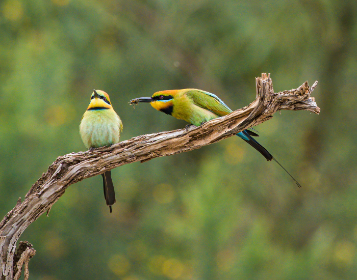 Two colorful Rainbow Bee-eaters perched on a bare wooden branch, one holding an insect in its beak.