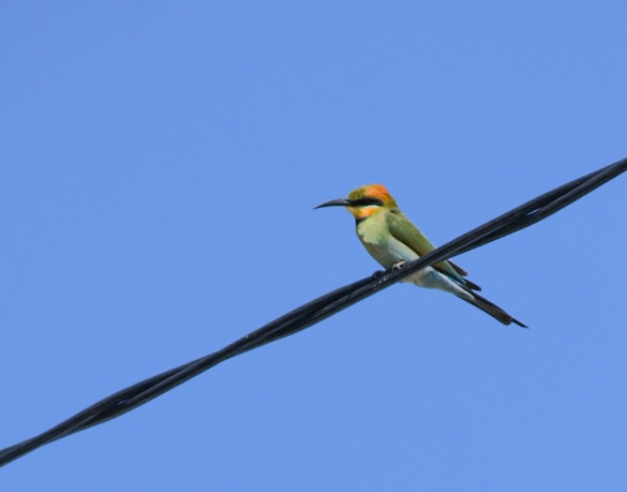 a Rainbow Bee-eater perched on a cable