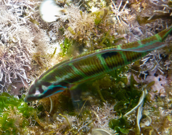 a rainbow wrasse swimming in the ocean