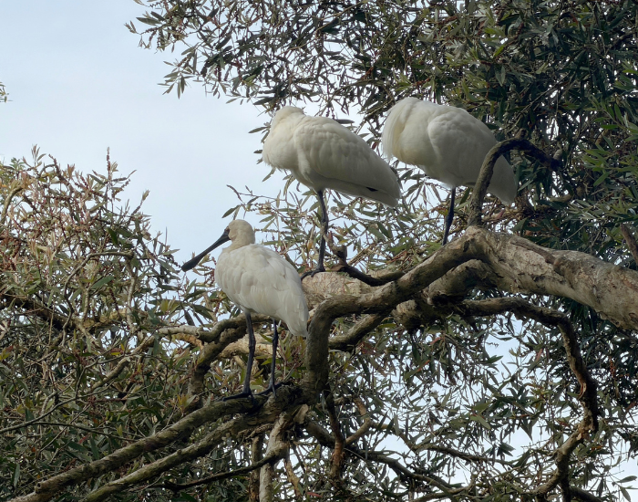 Group of white Royal Spoonbills roosting together in a leafy tree.