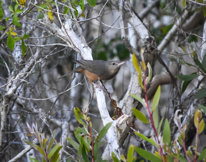 a Rufous Shrikethrush perched on a thin tree branch in australia illaroo campground