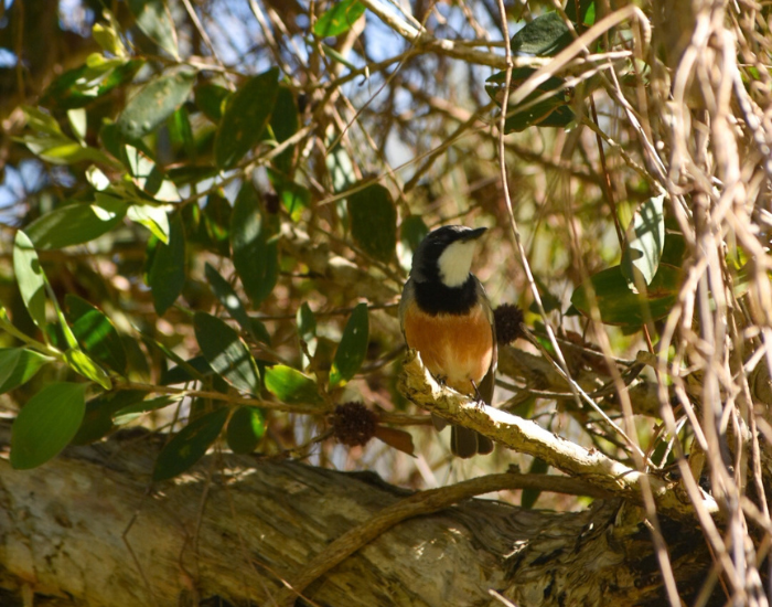 Rufous whistler bird singing from a leafy tree branch