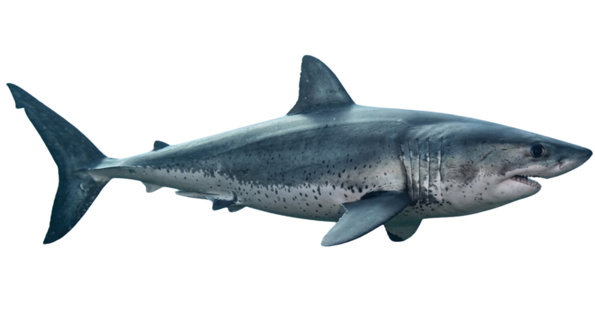 A salmon shark in side profile, stocky grey body with dark blotches