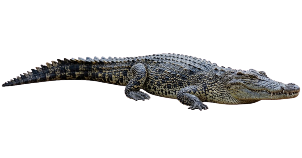 A saltwater crocodile in side profile, full body from snout to tail tip