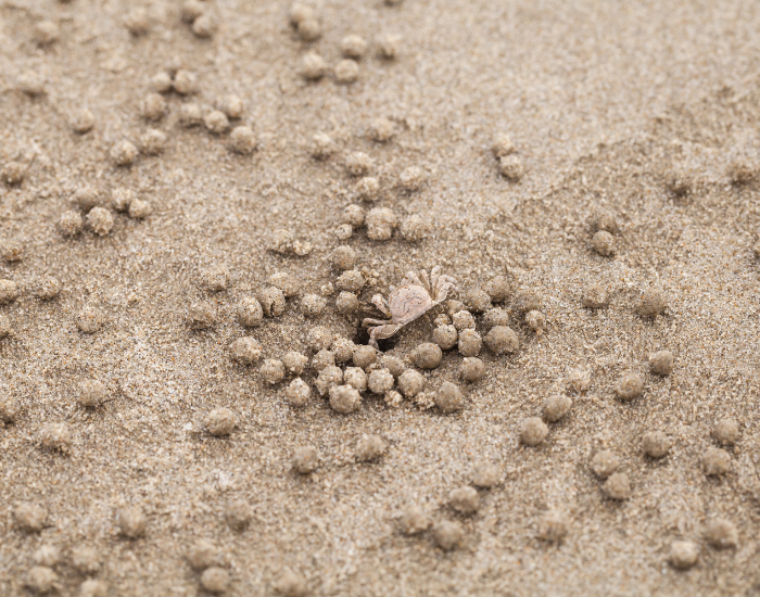 Sand Bubbler Crab surrounded by small sand pellets on a sandy beach.