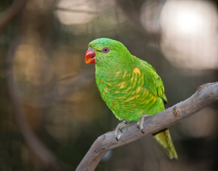a Scaly-breasted lorikeet perched on a branch
