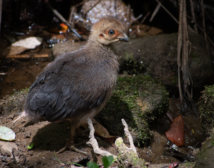 Small, brown bush turkey chick standing on the forest floor