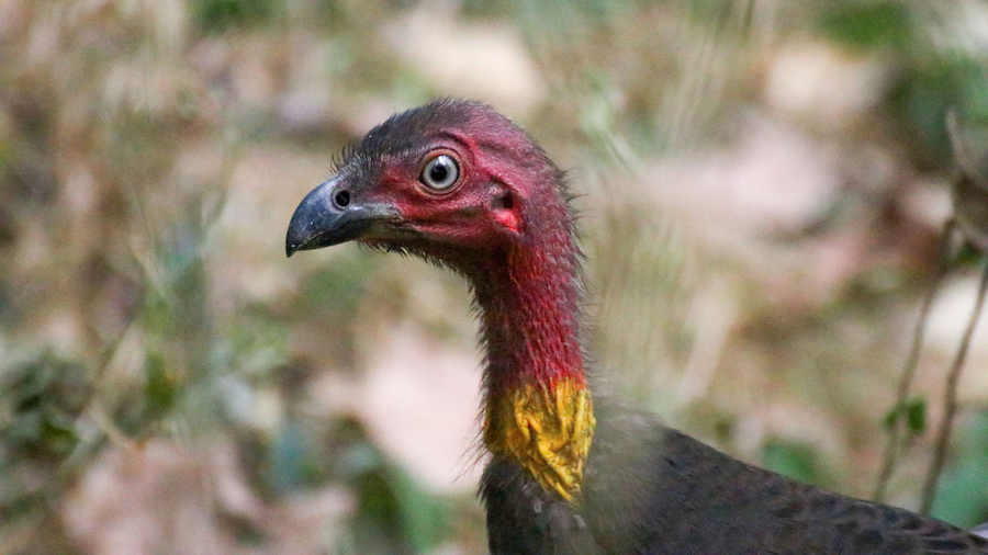 Close-up profile of an Australian bush turkey showing its distinct red head and yellow wattle